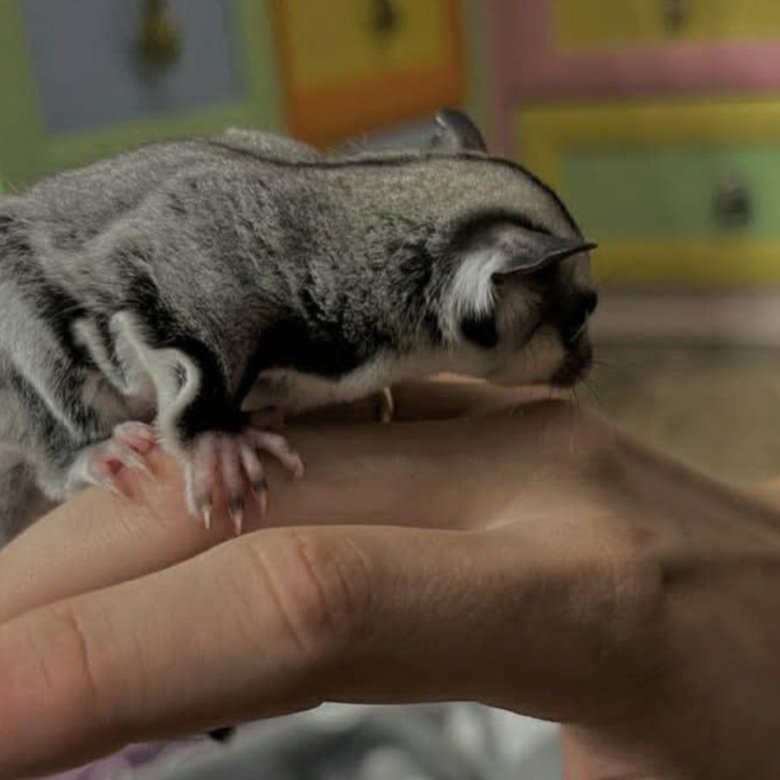 белка летяга – купить в Москве, цена 7 500 руб., дата размещения: 04.03 ...