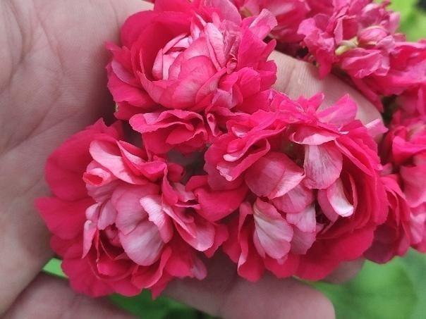 Пеларгония живые розы условно фото и описание