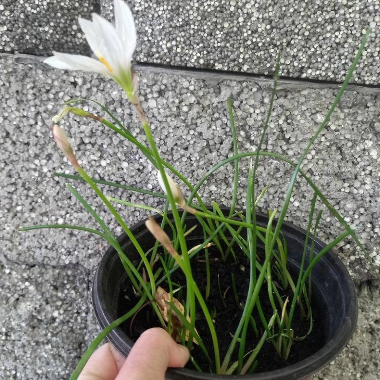 Зефирантес - выскочка белый – купить в Севастополе, цена 200 руб., дата ...