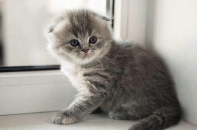 Котенок фолд фото