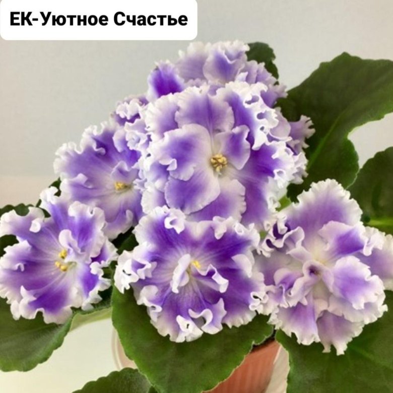 Детки сортовых стандартных фиалок – купить в Мытищах, цена 80 руб ...