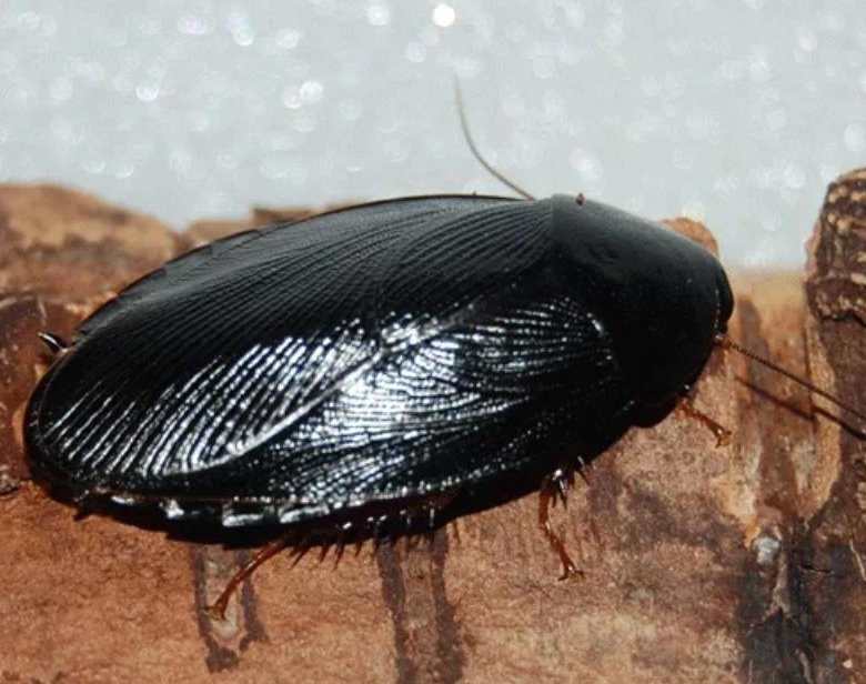 Pycnoscelus nigra