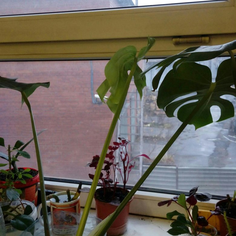 Монстера, монстера Альба. Колпино – купить в Колпино, цена 600 руб ...