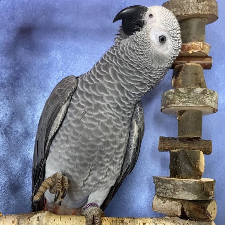 Птенец Выкормыш Краснохвостого Жако – купить в Санкт-Петербурге, цена ...