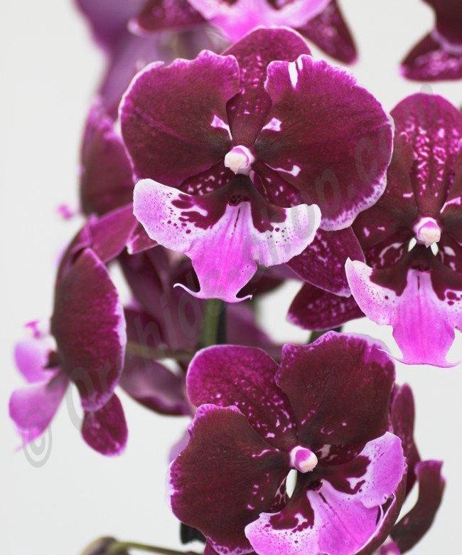 Биг лип молния орхидея фото