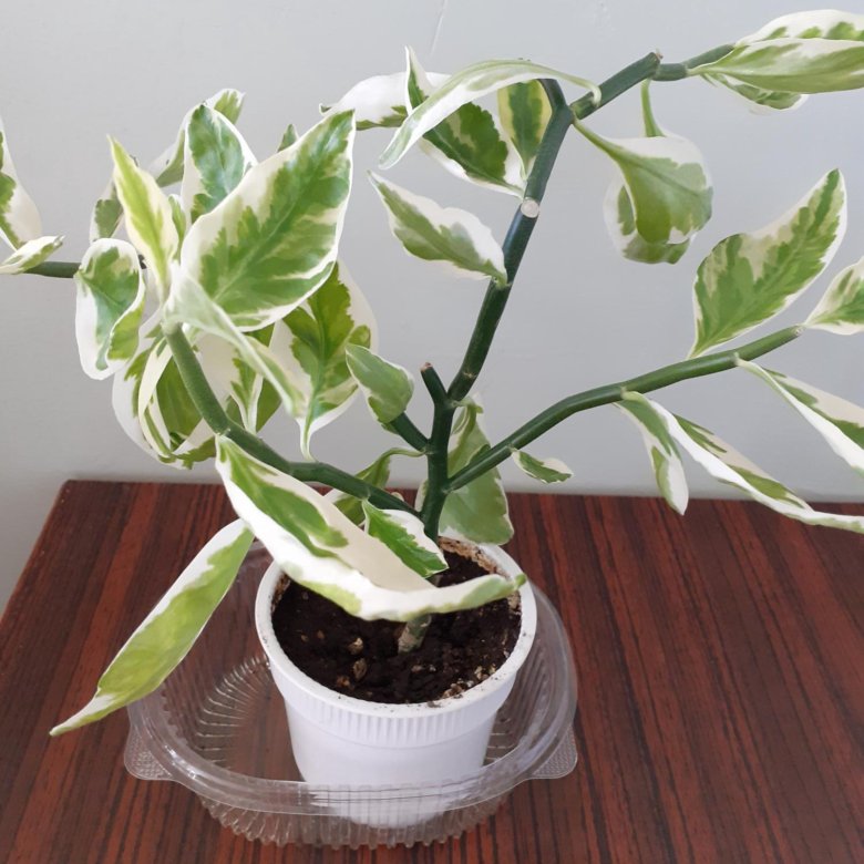 Продам цветок Педилантус – купить в Хабаровске, цена 200 руб., дата ...