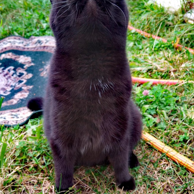 Красавица Британка – купить в Красноярске, цена 1 руб., дата размещения ...