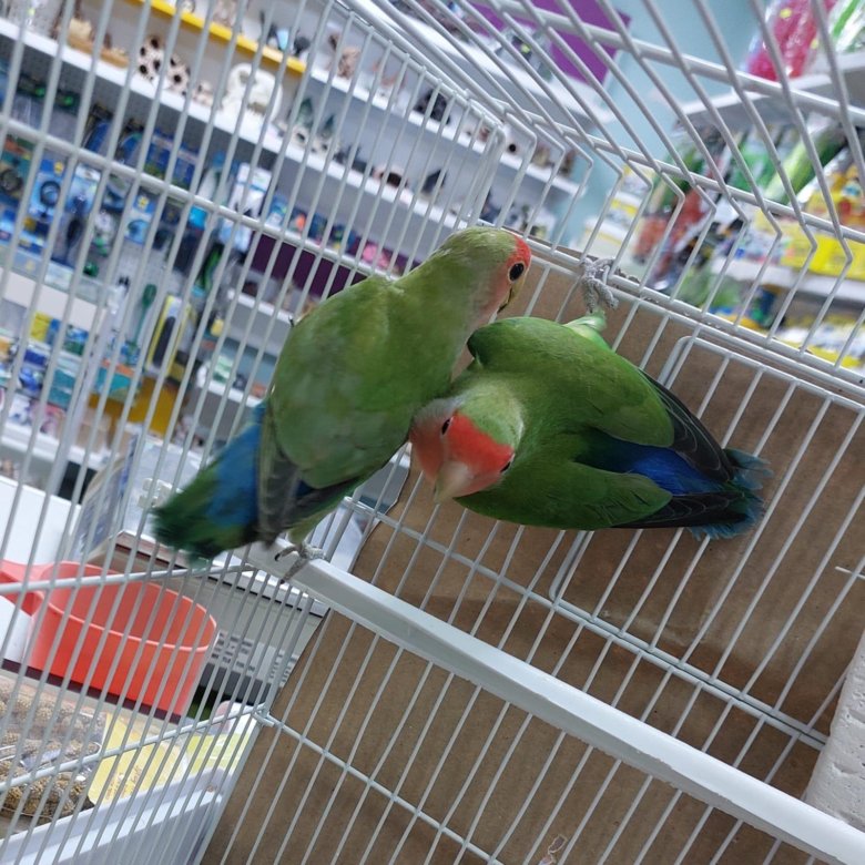 Неразлучники – купить в Новосибирске, цена 2 500 руб., дата размещения ...