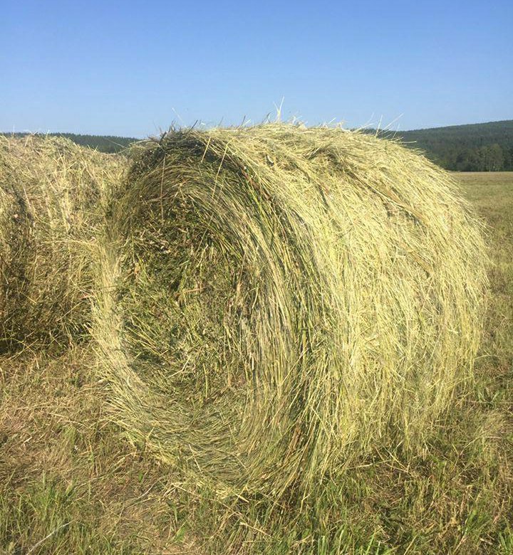 Купить Сено В Искитимском Районе