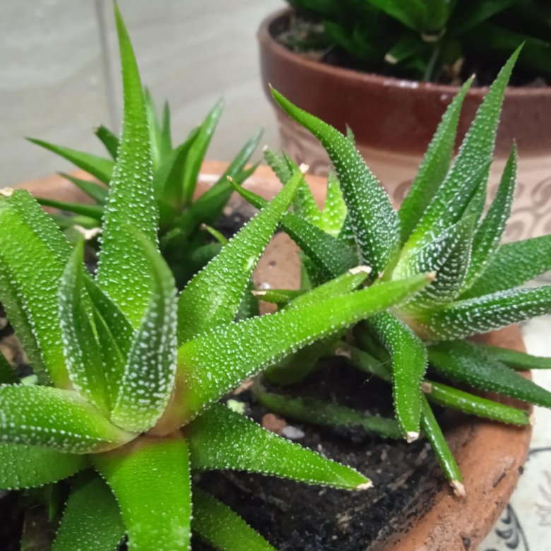 Суккуленты – купить в Ижевске, цена 50 руб., дата размещения: 01.10. ...