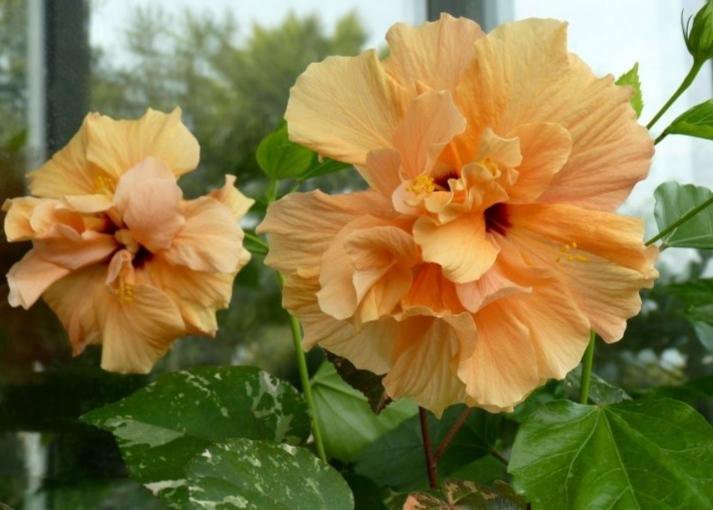 yellow petals Beautiful flowers pictures, Beautiful flowers garden, Hibiscus pla