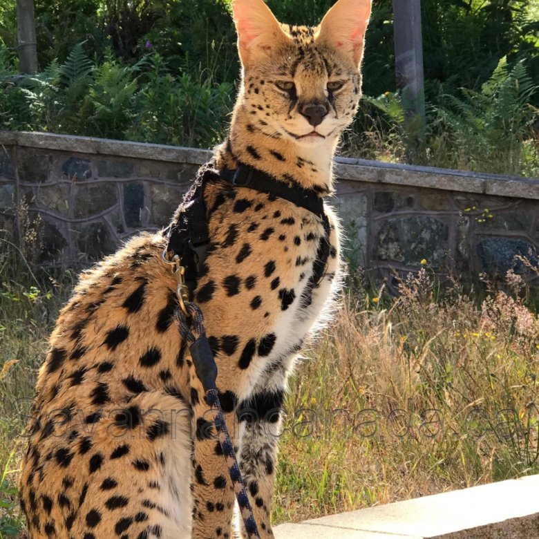 Сервал – купить в Москве, цена 190 000 руб., дата размещения: 16.02. ...