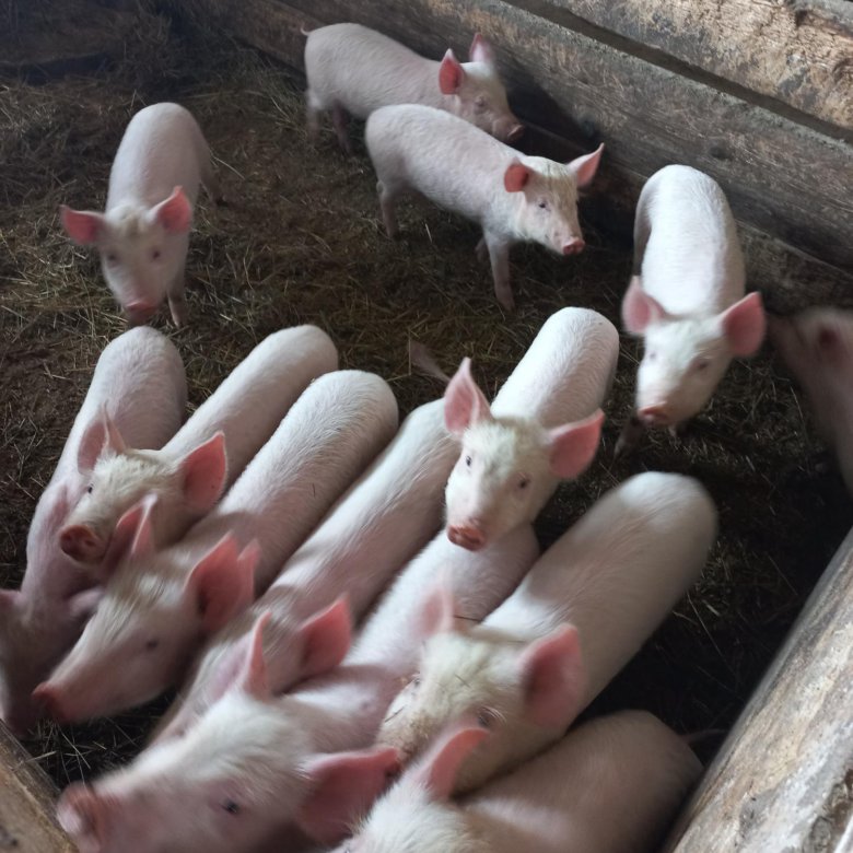 Продам поросят(2-3 мес) – купить в Хороле, цена 5 000 руб., дата ...