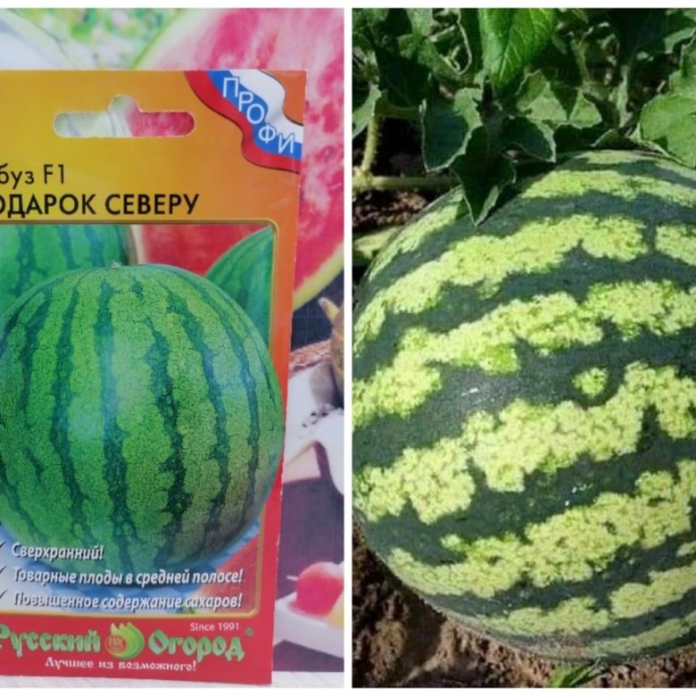 сорт арбуза сармат. арбуз подарок северу. арбуз подарок северу f1 русский огород. арбуз подарок северу нк. арбуз подарок северу f1 /нк/ 10 шт.