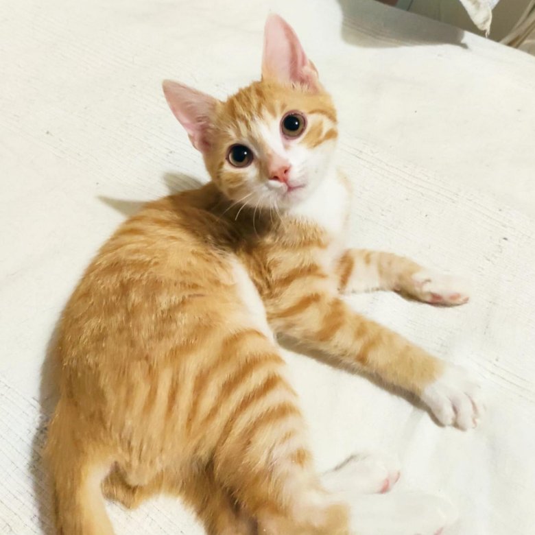 Рыжий котик симба