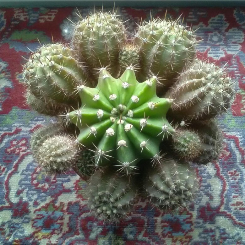 Кактус – купить в Москве, цена 8 руб., дата размещения: 18.08.2023 ...