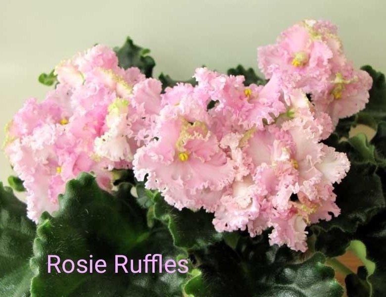 Rosie ruffles фиалка фото Сортовые фиалки - купить в Осиновом, цена 80 руб., продано 8 февраля 2023 - Раст