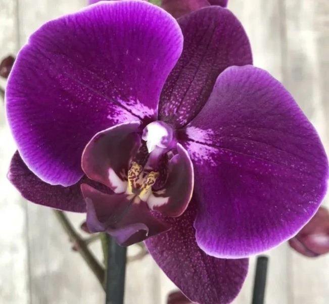 Орхидея Phalaenopsis Purple Dust