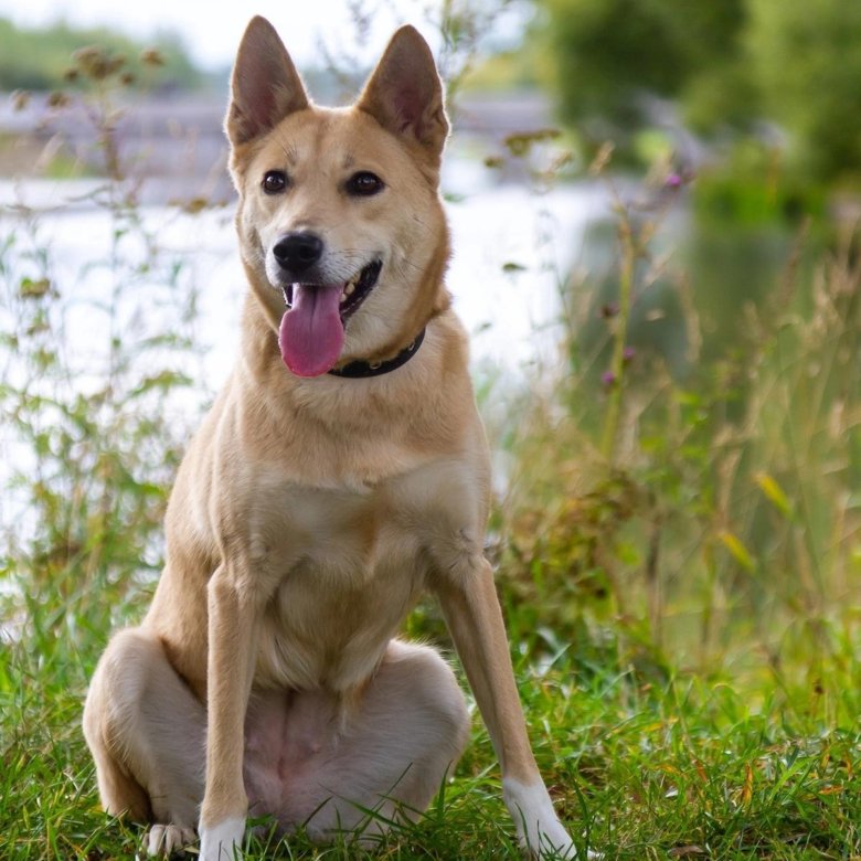 Лиса в добрые руки ищет дом – купить в Санкт-Петербурге, бесплатно ...