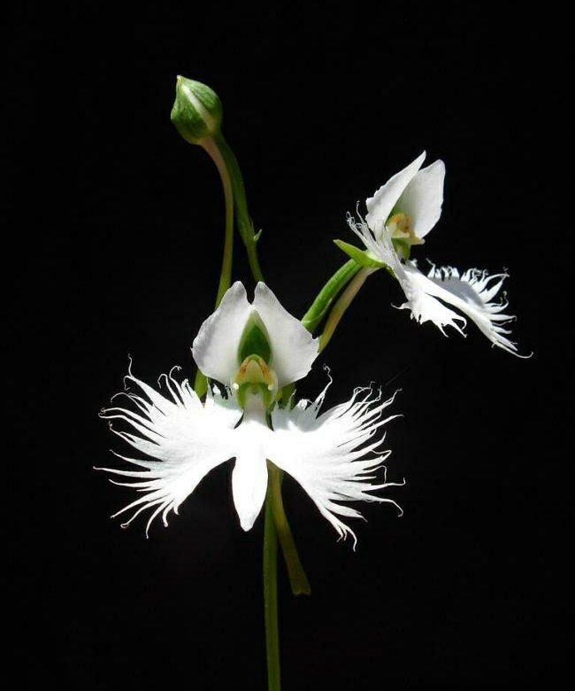Орхидея голубь фото