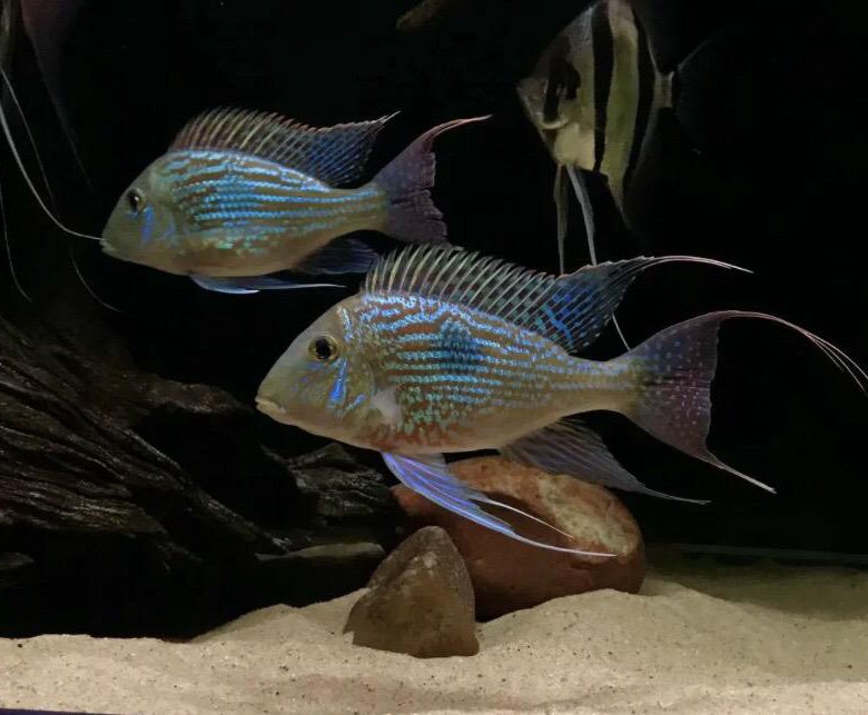 Tapajos Cichlid for Sale Online Buy vintage Tapajos Cichlid collectibles here Tr