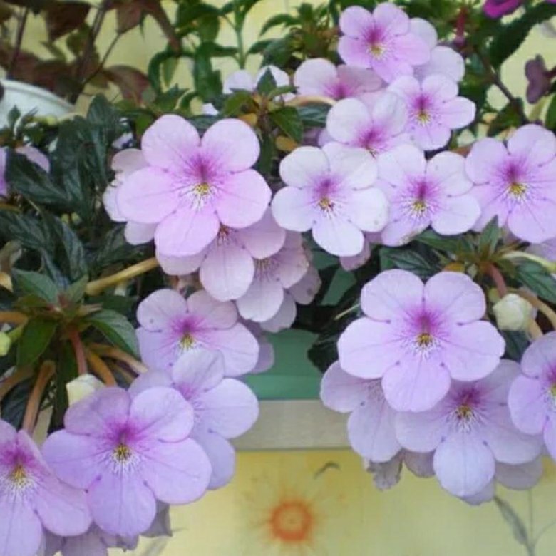 Фото ахименес peach blossom