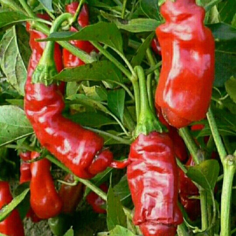 перец петер пеппер. перец петровчанка отзывы. перец элефант f1. сорт перца палец петра. перец даймос f1.