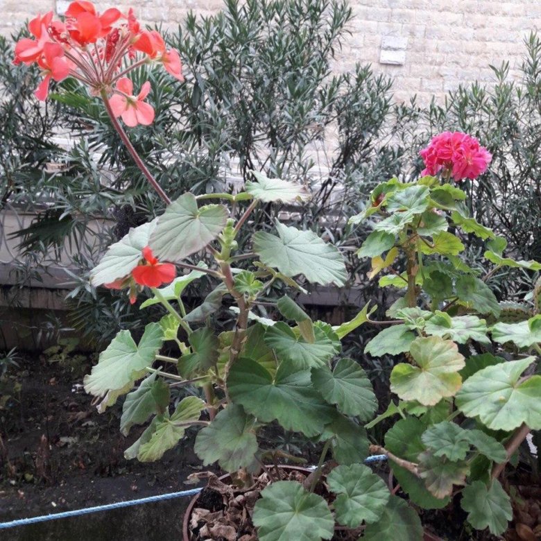 Герань – купить в Сочи, цена 250 руб., дата размещения: 09.10.2023 ...