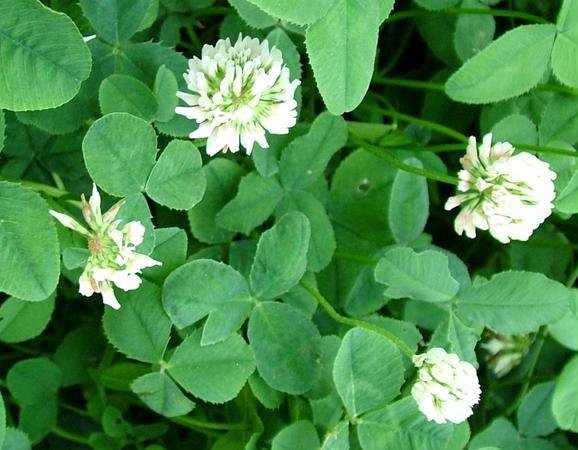 Фотографии белого клевера (Trifolium repens) Торты, конфеты, пироги iberia-resta