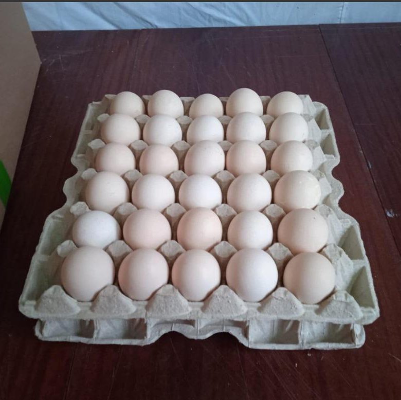 Яйцо Павловское. Яйца бройлера Hub 100 7011 что за порода. Куплю инкубационное яйцо доминанта