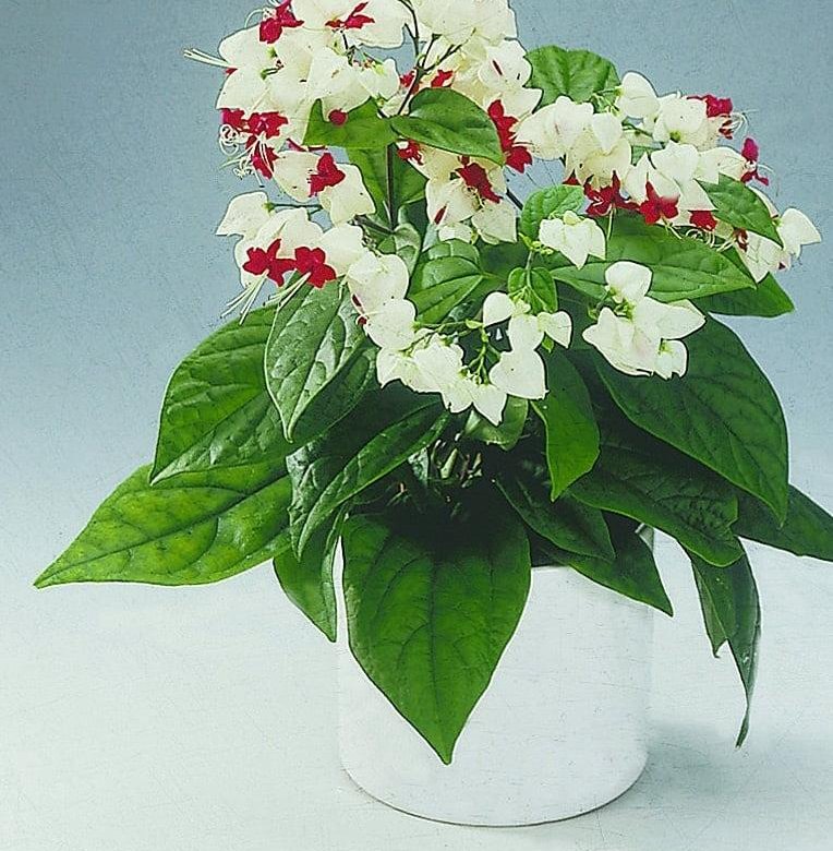Комнатный цветок с красными и белыми цветами фото и названия