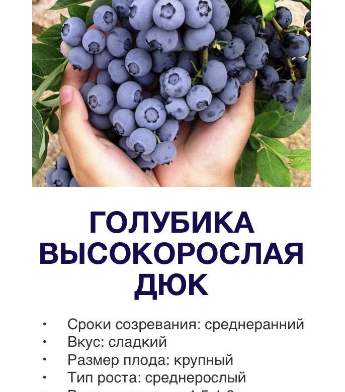 Голубика 2 года. Eva 2 Blueberry.