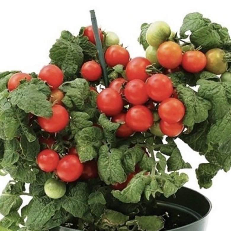 черри пиноккио. сорт пиноккио томат. гавриш томат пиноккио. характеристика томата сорт пиноккио. черри сорт пиноккио.