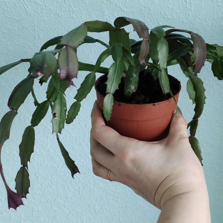 Декабрист – купить в Москве, цена 200 руб., дата размещения: 04.08.2023 ...