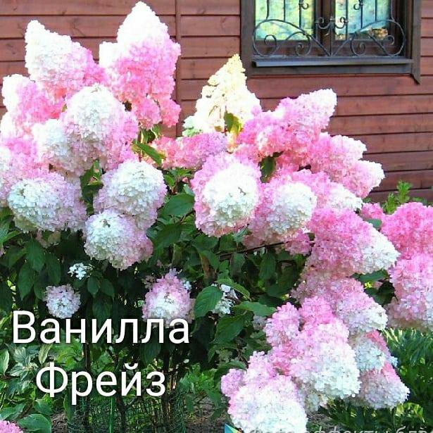 Метельчатые гортензии – купить в Иваново, цена 390 руб., истекает через ...