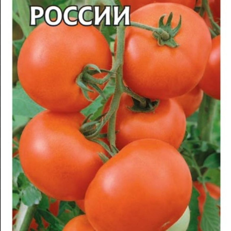 Рассада помидор – купить в Альметьевске, цена 30 руб., дата размещения ...