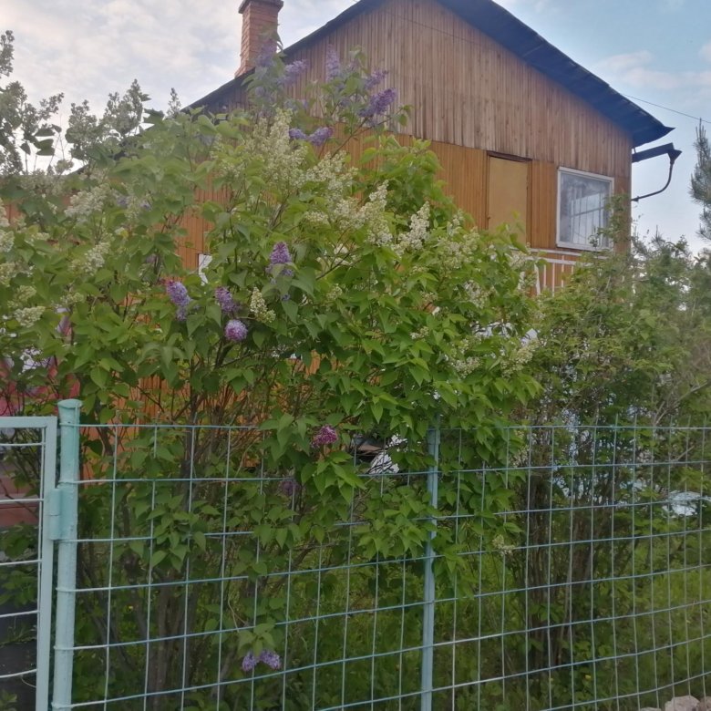 Дача, 45 м² – купить в Верхнем Дуброво, цена 20 000 руб., дата ...