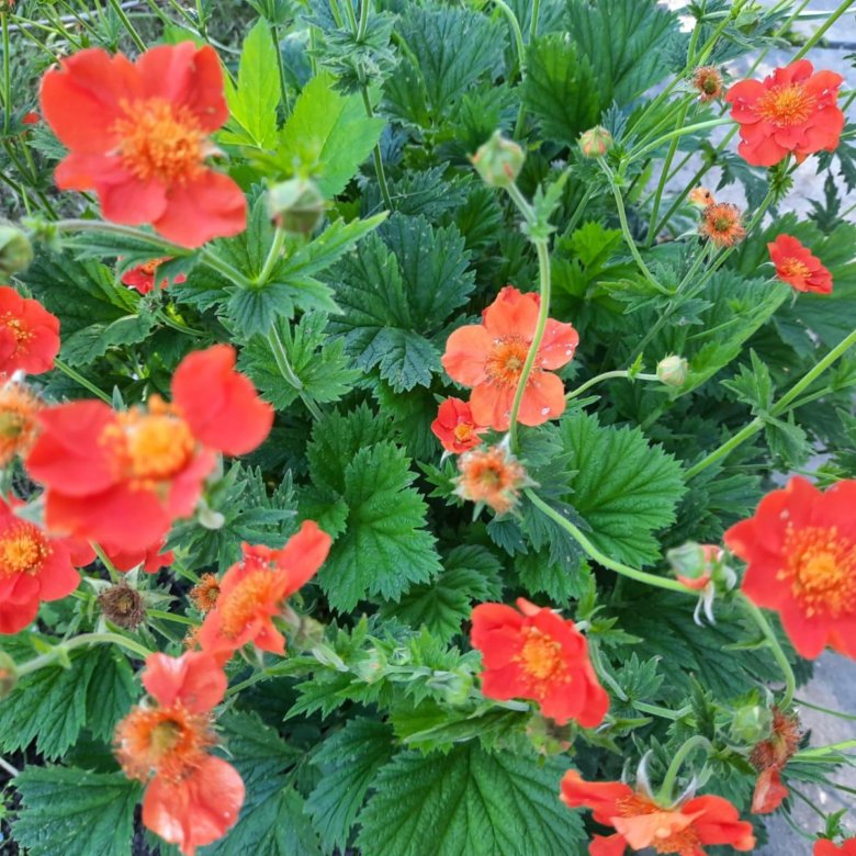 Гравилат садовый многолетний – купить в Москве, цена 250 руб., дата ...