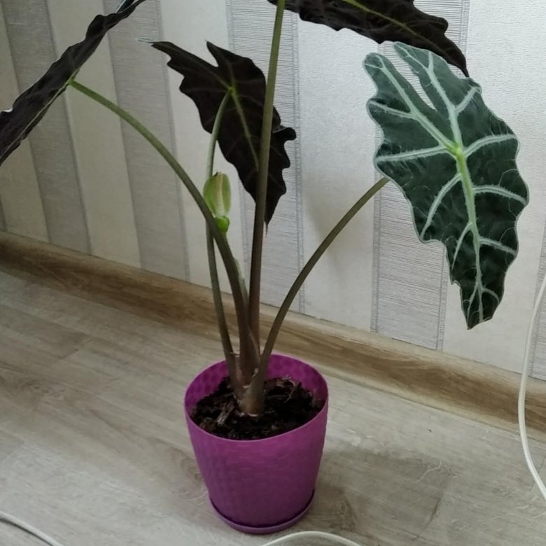 Алоказия Амазоника, Жаклин, Мело, Сильвер дракон – купить в Санкт ...