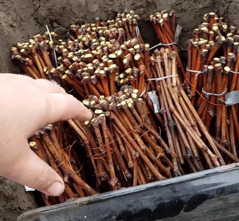 ЧУБУКИ ВИНОГРАДА – купить в Москве, цена 150 руб., дата размещения: 05. ...