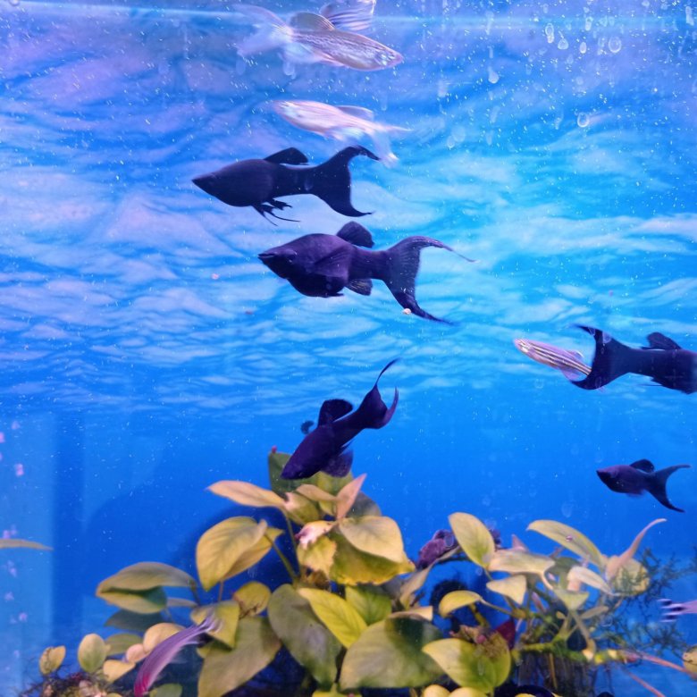 Живородящие аквариумные рыбки – купить в Москве, цена 60 руб., дата ...