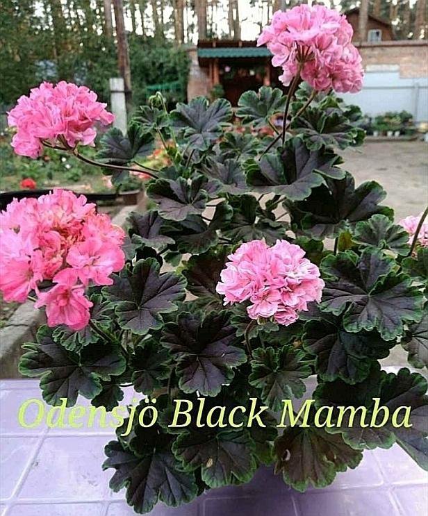 Черенки сортовой пеларгонии Odensjo Black Mamba. – купить в Москве ...
