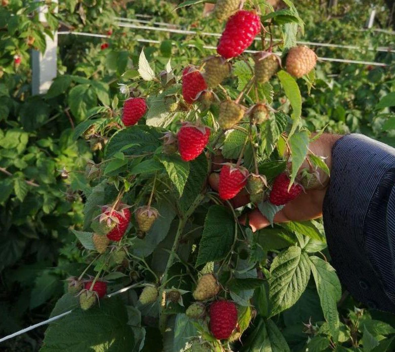 Малина пшехиба описание сорта фото