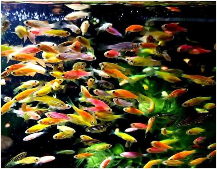 Аквариумные рыбки. Данио – купить в Свердловском, цена 55 руб., дата ...