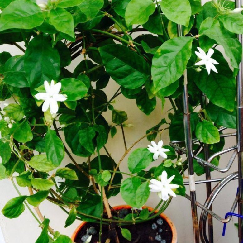 Жасмин Самбак комнатный – купить в Арамиле, цена 300 руб., дата ...