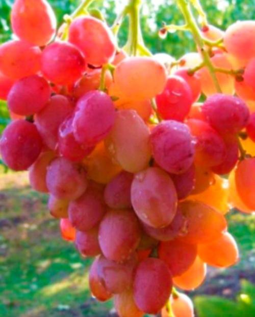 виноград зос 1. виноград рубиновый юбилей. восторг розовый. восторг розовый. виноград оригинал фото.