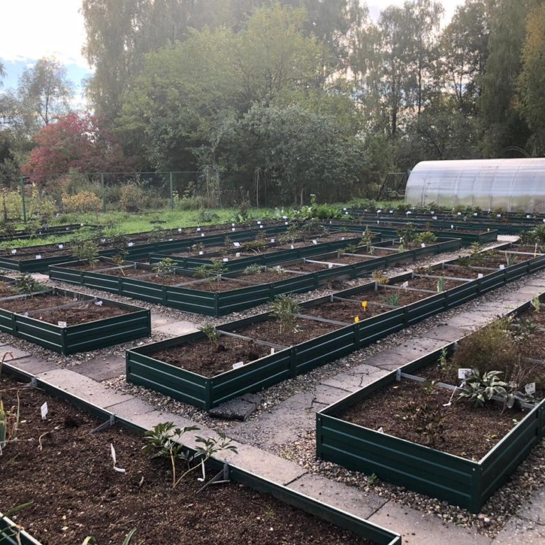 Красивые грядки на огороде. 12 грядок. 12 грядок. 12 грядок. Грядки красивые на участке.