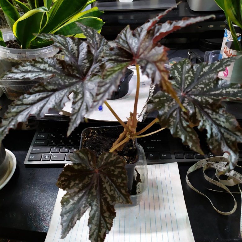 Комнатное растение бегония Грифон – купить в Москве, цена 350 руб ...