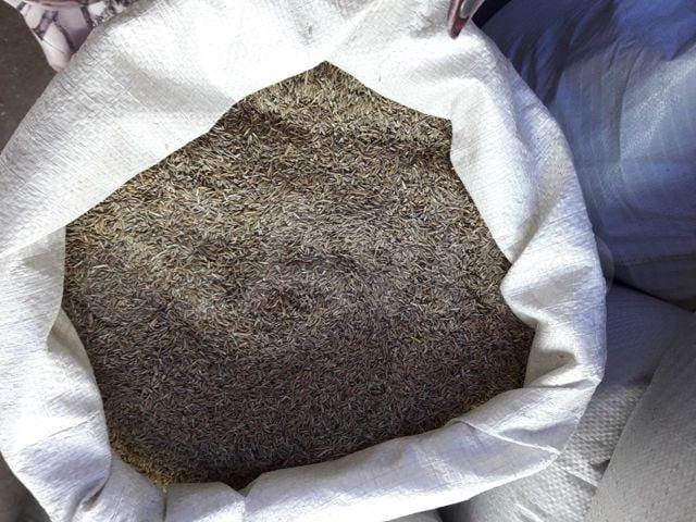 Авито семена трав. Семена костра. семена костра фото крупным.