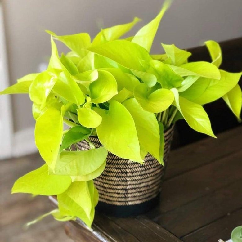 Эпипремнум Golden Pothos